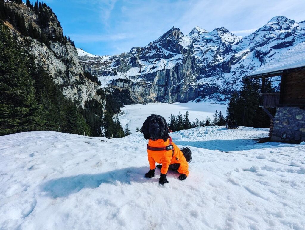 Dog in an orange jacket in the snow