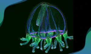 A jellyfish, with tentacles marked in green, with a row of magenta cells visible around the base of its bell.