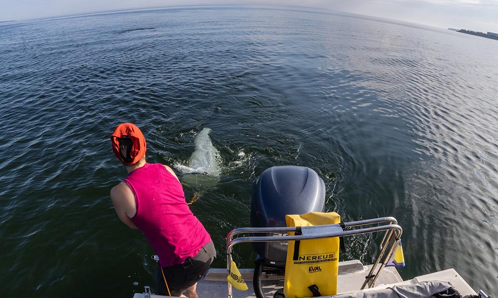 Female scientist brings in specimen collection net to boat.