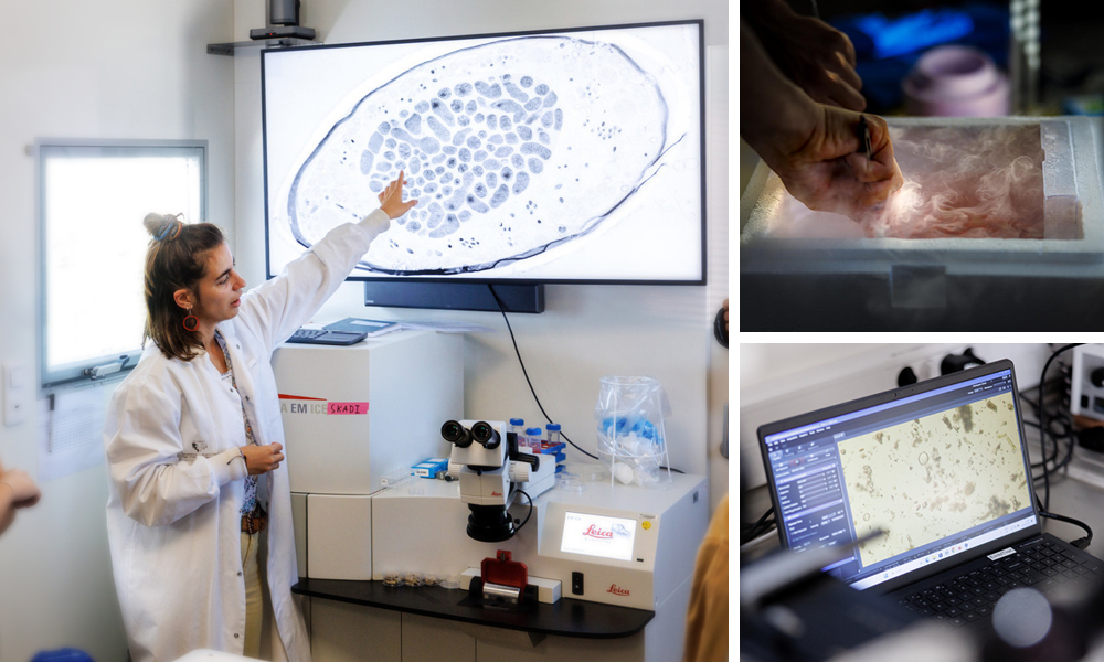 Left: A female scientist points at a screen with the image of a microorganism. Right: Smoke from liquid nitrogen coming out from a chamber where a hand can be seen dipping something. Right bottom: A laptop screen showing a grayscale image with plankton and other samples.