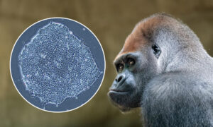 A gorilla looking over its shoulder, with an inset of a microscopic view of a induced pluripotent stem cells colony of the same animal.