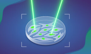 Illustration showing a petri dish with several elongated cells with nuclei visible in green. Two of the cells have micronuclei, small additional compartments with DNA, and these cells are being illuminated by a pair of green laser beams.