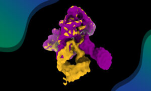 The image represents cryo-EM density maps for the two extreme conformational states that the group II intron acquires during folding, through a continuous dynamic movement of its structured helical motifs.