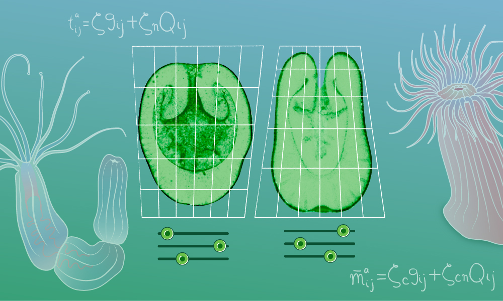 Illustration showing cross sections of the larvae of two different Cnidarian species, with a grid superimposed on them to show the difference in shape. Illustrations of the adult versions of the organisms flank these, with some equations visible in the background. sets fo three sliders represent mechanical modules.