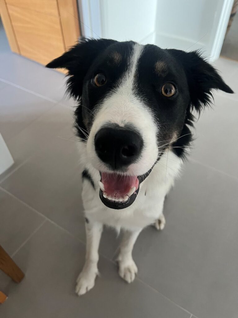 Photograph of a black and white dog