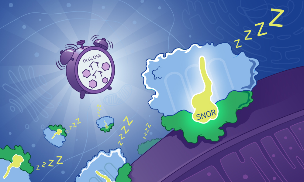 illustration that includes an alarm clock, ribosomes, and the newly discovered SNOR protein