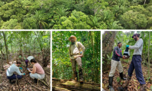 A collage of photos from the sampling trip at the Barro Colorado Nature Monument in Panama. The top horizontal image shows an aerial view of the rainforest, while the three vertical images below show EMBL researchers collecting soil samples with local collaborators in the forest.