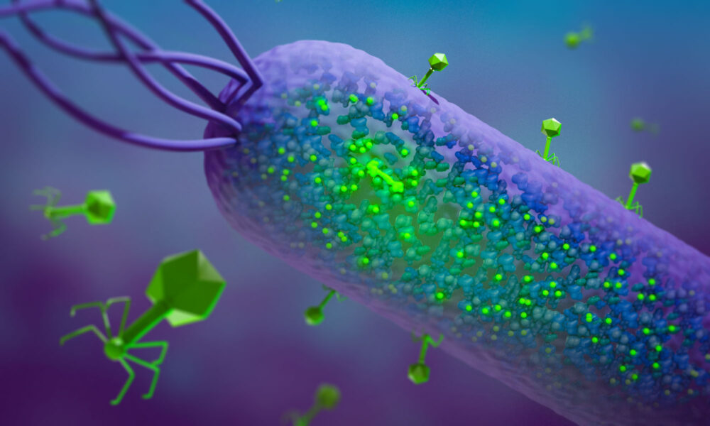 Illustration of bacteriophages infecting a rod-shaped bacterium. Several green viruses attach to the bacterial surface and inject their genetic material into the cell. As one of the first proteins expressed, the active glowing T7 kinase leads to phosphorylation of glowing green host proteins against a background of blue cellular components, highlighting the spread of infection at the microscopic level.