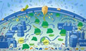 Dome shape filled with the parts of a cell portrayed as parts of a city, such as factories, etc.
