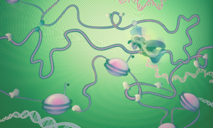 Illustration showing DNA wrapped around histones to form chromatin