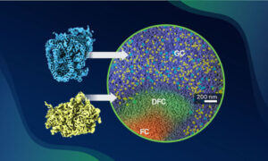In-cell structural snapshots of both ribosomal subunit precursors, the SSU processome (blue) and the pre-60S (yellow), inside the multi-compartment human nucleolus. FC, fibrillar centre; DFC, dense fibrillar component; GC, granular component.