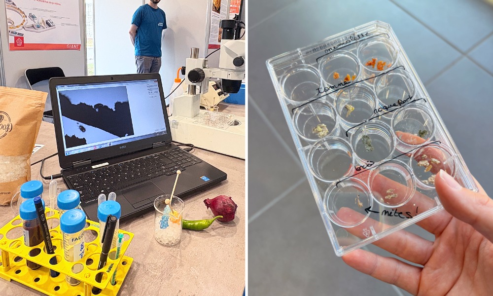 Collage showing cheese samples in a plastic tray on the right-hand side, a computer screen displaying a magnified view of mites on a cheese rind.